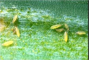 uploads/images/pest/paddy thrips (2).jpg